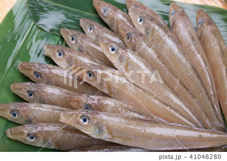 キス 魚 食材 キス 魚 食材 41046280