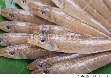 キス 魚 食材 キス 魚 食材 41046281