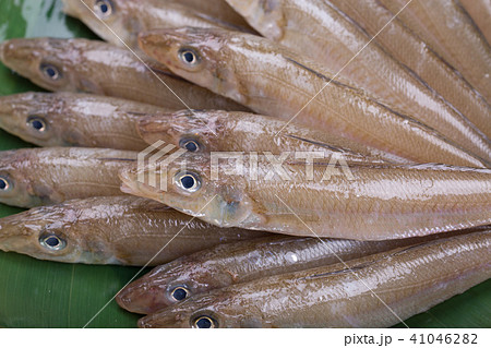 キス 魚 食材 キス 魚 食材 41046282