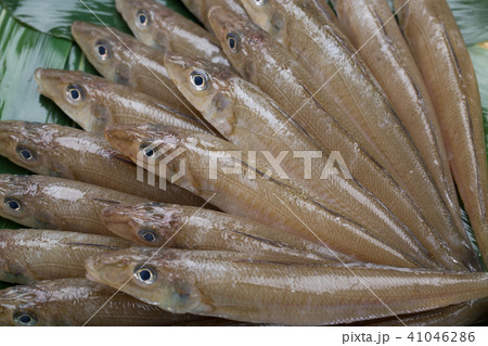キス　魚 食材 41046286
