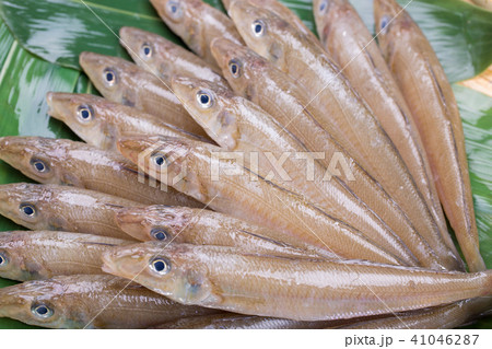キス　魚 食材 41046287