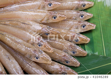 キス　魚 食材 41046289