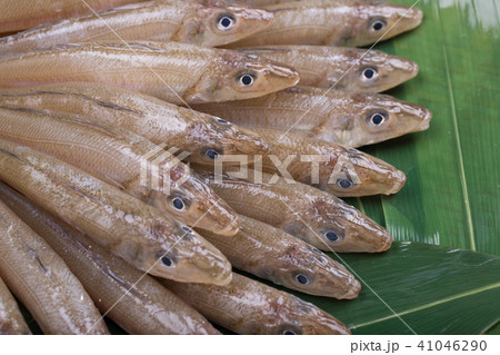 キス　魚 食材 41046290