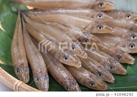 キス　魚 食材 41046292