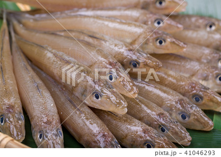 キス 魚 食材の写真素材