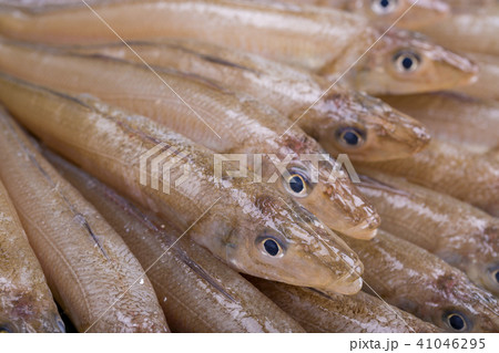 キス 魚 食材 キス 魚 食材 41046295