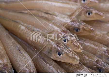キス　魚 食材 41046296