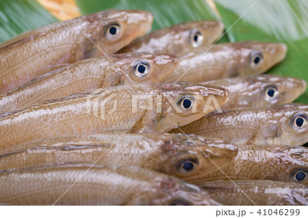 キス 魚 食材 キス 魚 食材 41046299