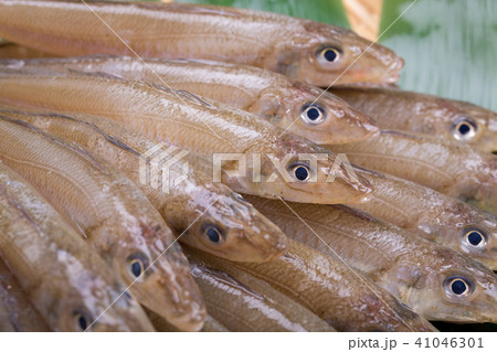キス　魚 食材 41046301