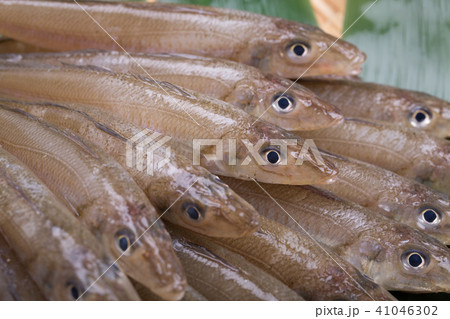 キス　魚 食材 41046302