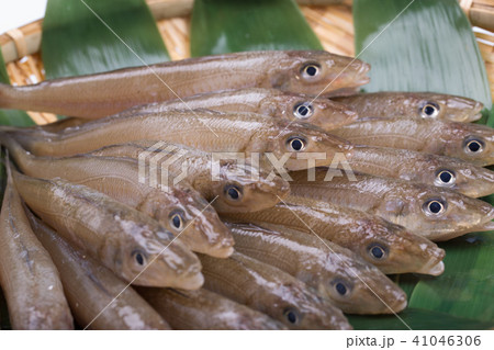 キス 魚 食材 キス 魚 食材 41046306