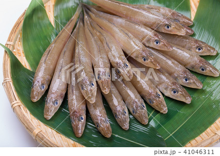 キス 魚 食材 キス 魚 食材 41046311