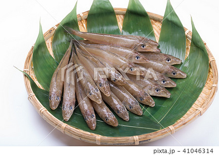 キス　魚 食材 41046314
