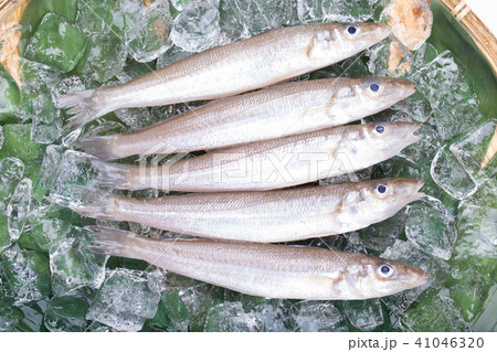キス　魚 食材 41046320