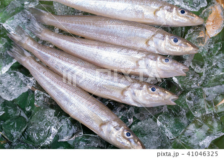 キス　魚 食材 41046325