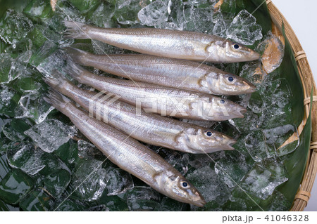 キス　魚 食材 41046328