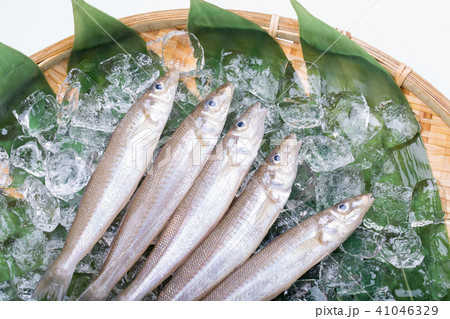 キス　魚 食材 41046329