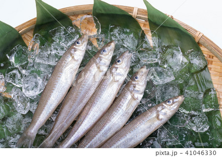 キス　魚 食材 41046330
