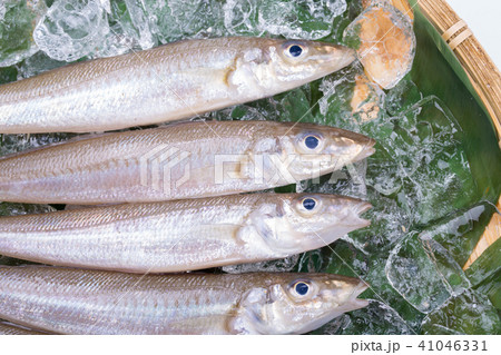 キス　魚 食材 41046331
