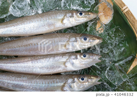 キス　魚 食材 41046332