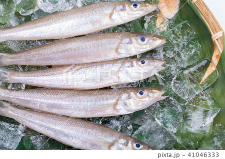 キス　魚 食材 41046333