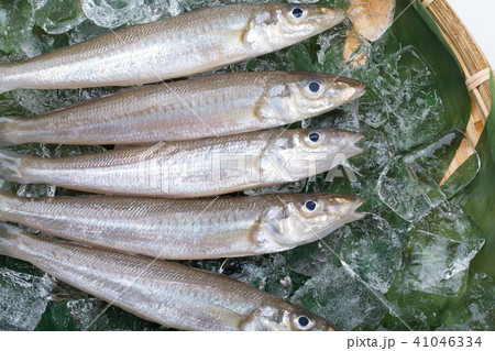 キス　魚 食材 41046334