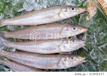 キス　魚 食材 41046337