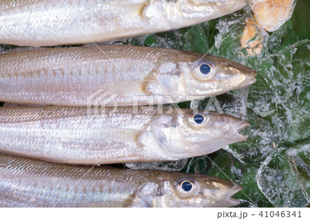 キス　魚 食材 41046341