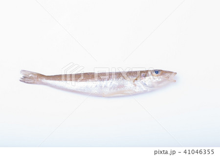 キス　魚 41046355