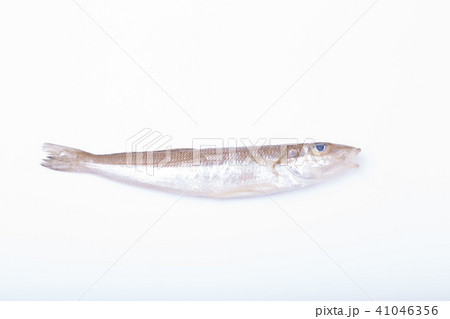 キス　魚 41046356