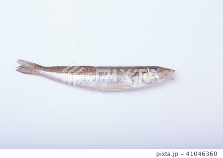 キス　魚 41046360