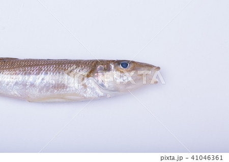 キス　魚 41046361