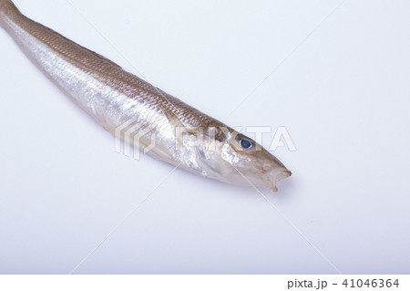 キス 魚 キス 魚 41046364