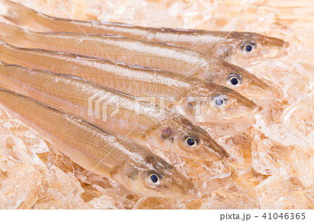 キス　魚 41046365