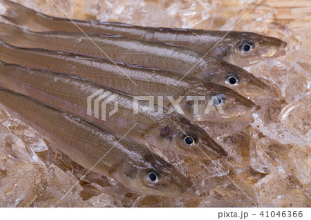 キス 魚 キス 魚 41046366