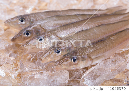 キス　魚 41046370