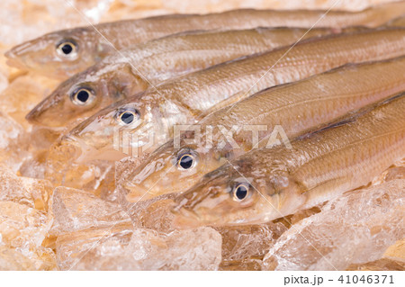キス 魚 キス 魚 41046371