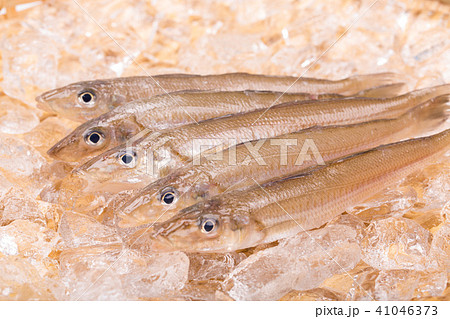 キス　魚 41046373