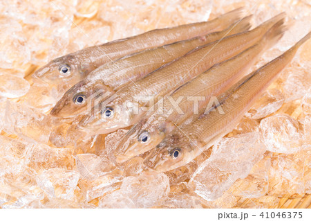キス 魚 キス 魚 41046375