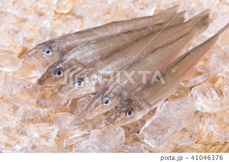 キス　魚 41046376