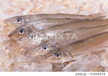 キス 魚の写真素材