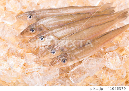キス　魚 41046379