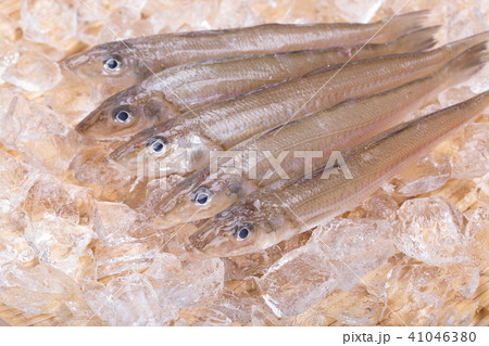 キス 魚 キス 魚 41046380