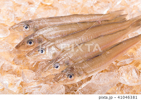 キス 魚の写真素材