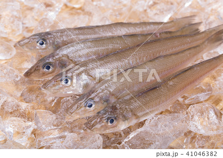 キス　魚 41046382