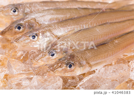 キス　魚 41046383