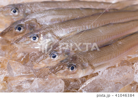 キス　魚 41046384