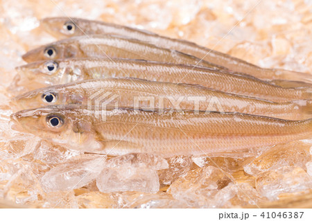 キス　魚 41046387