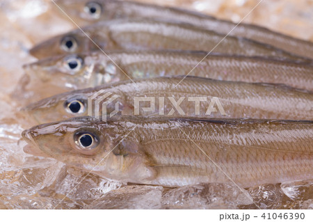 キス 魚 キス 魚 41046390