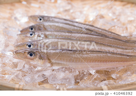 キス 魚 キス 魚 41046392